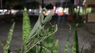 Praying Mantis  The Kungfu Predator [upl. by Ojimmas]