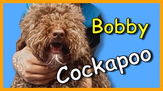 Dog grooming a Cockapoo [upl. by Gable]