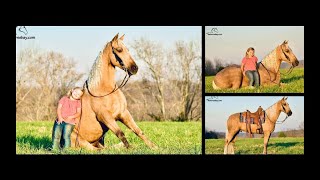 Flashy Golden Palomino Tennessee Walking Horse For Sale [upl. by Ydoj490]