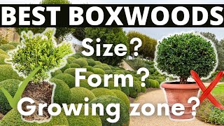 Boxwood Growing Tips Uses Varieties and Topiary [upl. by Noffets58]