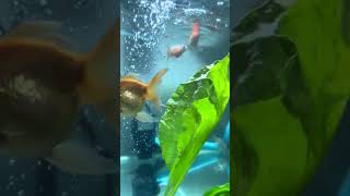 Eating food by oranda goldfish fish goldfish aquariumfish [upl. by Atnwahs]