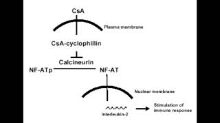 Cyclosporine  Mechanism Clinical Use amp Side Effects [upl. by Emarej]