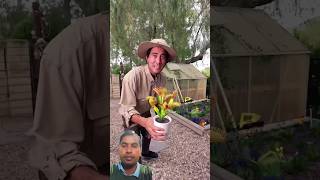 Im sure theyre fine 😅🌱￼Zach King greenscreen shorts magic [upl. by Nnaharas177]