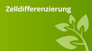 Zelldifferenzierung – Organisationsebenen von Tier und Pflanzenzellen  Biologie [upl. by Aubine469]