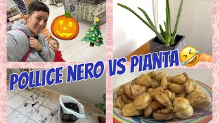 Vivaio🪴Halloween🎃 Natale🎄e castagne🌰 un mix esplosivo per una giornata in famiglia🥰 [upl. by D'Arcy]