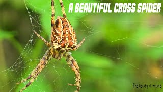 A beautiful cross spider in a web [upl. by Dorian]