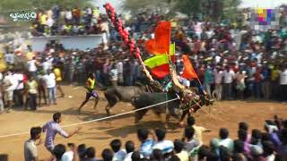 Dasanapuram Jallikattu 2018 Tamilnadus 2nd biggest Jallikattu PART 1hosur [upl. by Laehcym]