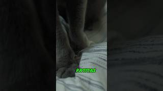 Que significa que tú gato te amase con sus patitas [upl. by Ecineg71]