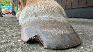 Restoration On A Massive Hoof Split Hoof Trimming [upl. by Yajnas]