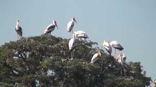 ಕೊಕ್ಕರೆ ಬೆಳ್ಳೂರು Kokkare Belluru bird sanctuary [upl. by Eeliram607]