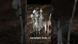 Monotropa uniflora  Indian 🇮🇳 pipe plant 🪴  new [upl. by Rabah]