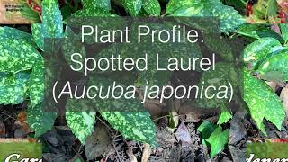 Aucuba Plant Profile [upl. by Jeunesse]