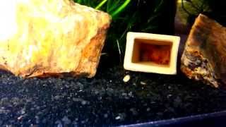 LONG FIN SUPER RED BRISTLENOSE PLECO EGGS [upl. by Ronica]