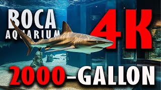 Explore Our Giant 2000Gallon Shark Tank from the Inside [upl. by Norrabal510]