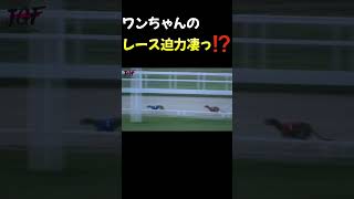 最後まで見て！動物おもしろ動画 動物可愛い [upl. by Eardna]