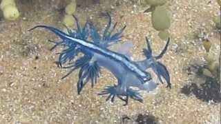 Dancing Glaucus Atlanticus Blue Dragon Nudibranch  AUSTRALIA P1080004MP4 [upl. by Air971]