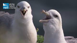 Meet the fulmars the UKs mini albatrosses [upl. by Acinorev132]