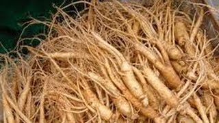 PROPIEDADES Y BENEFICIOS DEL GINSENG [upl. by Asiel]