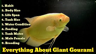 Everything About Giant Gourami  Giant Gourami Care Guide [upl. by Yenolem]