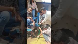 Draining of ruminal fluid in cow l Dr mandloiSatish yadav avfo [upl. by Klatt]