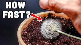 Growing Dandelion from Seed Head 36 Days Time Lapse [upl. by Iarised959]