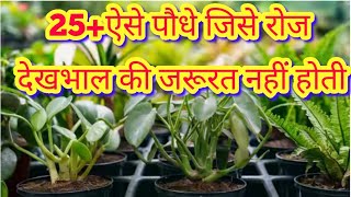 25ऐसे पौधे जिसे रोज देखभाल की जरूरत नहीं होती।Those plants which didnt want everyday care [upl. by Swehttam]