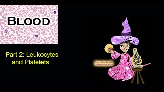 Blood Leukocytes and Platelets CC [upl. by Anyg]