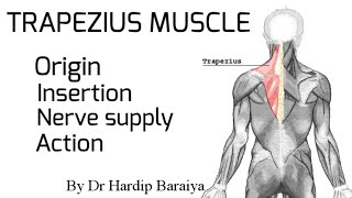 Trapezius muscle  Origin Insertion nerve supply and Action [upl. by Irving]