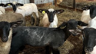 Shearing Time For The Sheep Bringing Home New Lambs [upl. by Mharba]