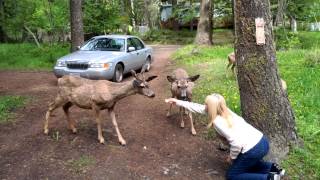 Wallowa Lake Oregon feeding the Deer [upl. by Essilem600]