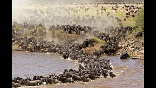 Wildebeest Migration River Crossing [upl. by Crane494]