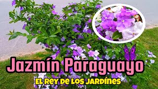 Jazmín Paraguayo Brunfelsia australis [upl. by Atterys]