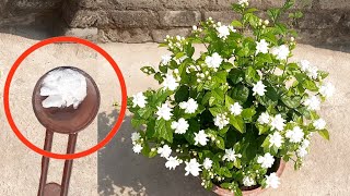 give this fertilizer for uncountable flowers on mogra plant  mogra growing tips  mogra jasmine [upl. by Noerb98]