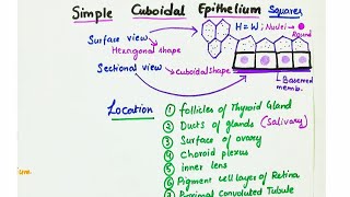 Simple Cuboidal Epithelium  Location  Function [upl. by Aneehsit595]