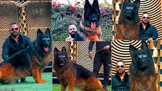 Long Coat German Shepherd Dog with Chain amp Glasses in Egypt 🇪🇬 [upl. by Nehgaem]