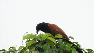 Greater Coucal Centropus sinensis call [upl. by Sadonia355]