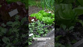 Simplify Gardening with Raised Bed Solutions [upl. by Aisyram160]