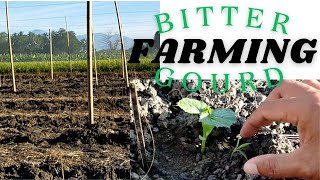 BITTER GOURD FARM VISIT farmer bittergourd farming [upl. by Kilroy]