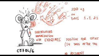 Summary  Vaccine Generated Spike Proteins Circulate in The Blood on Exosomes Study [upl. by Frayda693]