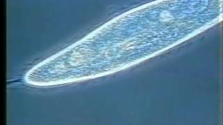 CELL 04  Cilia amp Flagella of Eukaryotes  Botany  Class 11  NEET  EAMCET [upl. by Ayekahs]