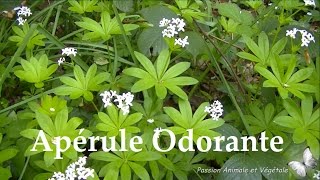 Laspérule odorante plante sauvage et comestible au parfum de vanille [upl. by Adalia7]