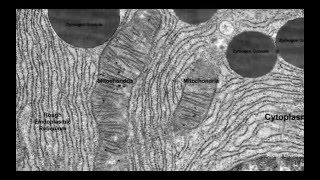 12 Application Organelles within exocrine glands of the pancreas and palisade mesophyll cells [upl. by Adnovaj]