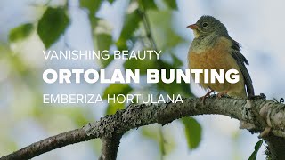 BIRDS OF FINLAND  Ortolan Bunting Emberiza hortulana  Close to extinction [upl. by Jarin33]