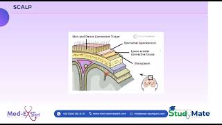 Scalp  01  FCPS mate  MBBS  MRCP  MD [upl. by Rojas]