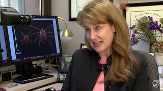 Infectious Diseases AZ Why the Asian longhorned tick is more than a menace [upl. by Vial354]