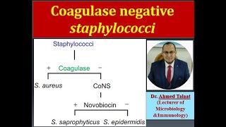 Staphylococci 7Coagulase Negative staphylococci “Medical Microbiologyquot [upl. by Ycnalc699]