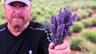 Red Rock Farms Lavender Festival [upl. by Annyl]