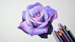 How to Draw A Lavender Rose  Step by step tutorial  Prismacolor pencils [upl. by Eastman]