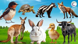 Animal Videos Bird Turtle Weasel Fox Kangaroo Rabbit Duckling Gaur  Kids Animal Moments [upl. by Janicki]