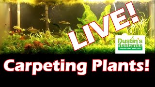 Carpeting Plants LIVEBEST and the WORST Carpeting plants for your planted aquarium [upl. by Yelwar]